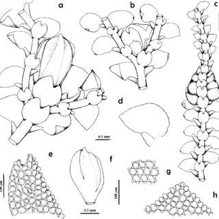 Cheilolejeunea-subopaca-Mitt-Mizut-a-Portion-of-female-plant-showing_Q320.jpg