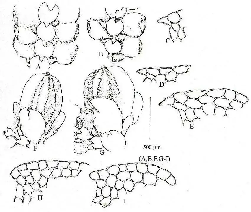 Cheilolejeunea-usambarana-Steph-Grolle-A-B-part-of-shoot-ventral-view-C-E.jpg