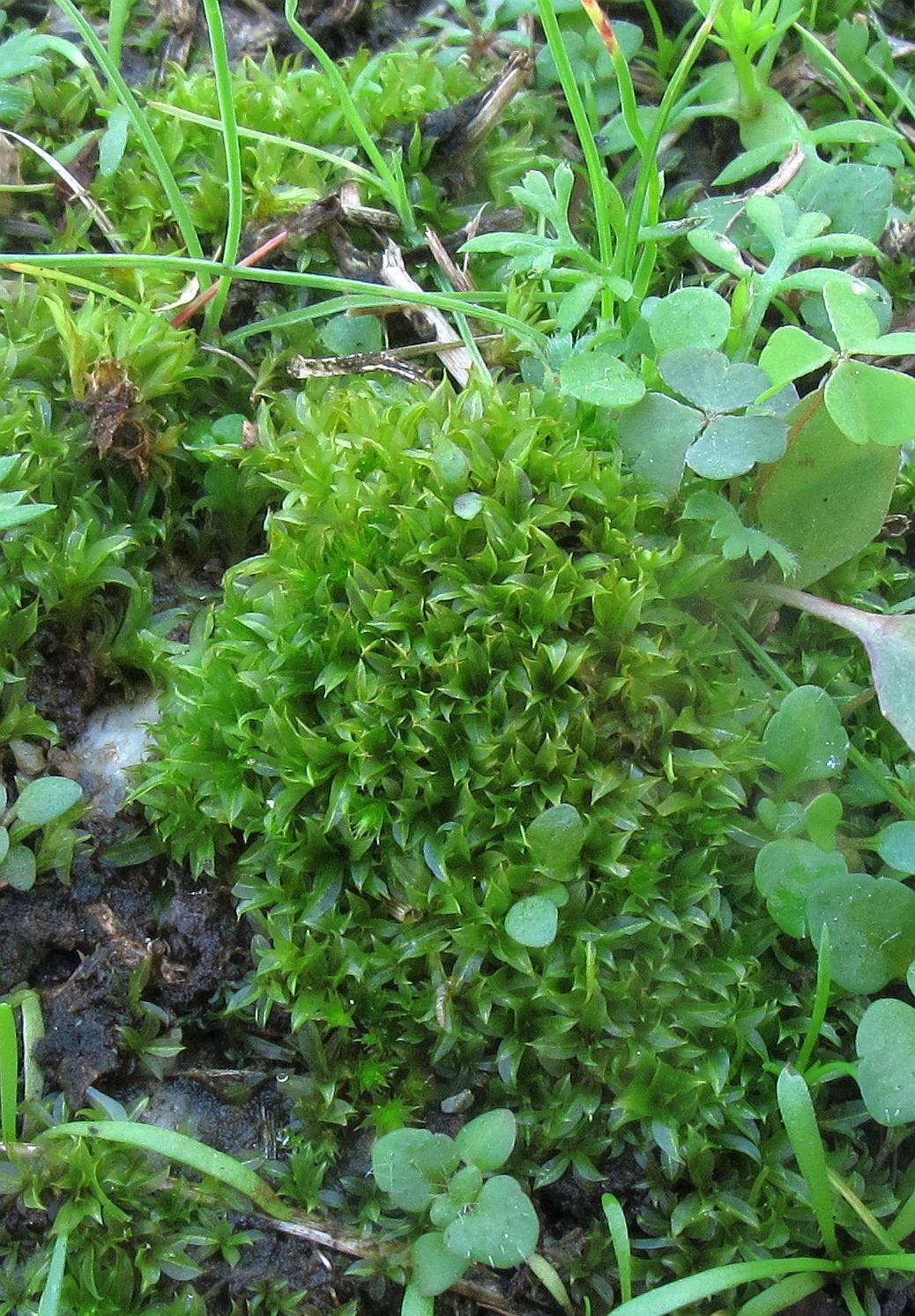 Chenia_leptophylla1612031811.jpg