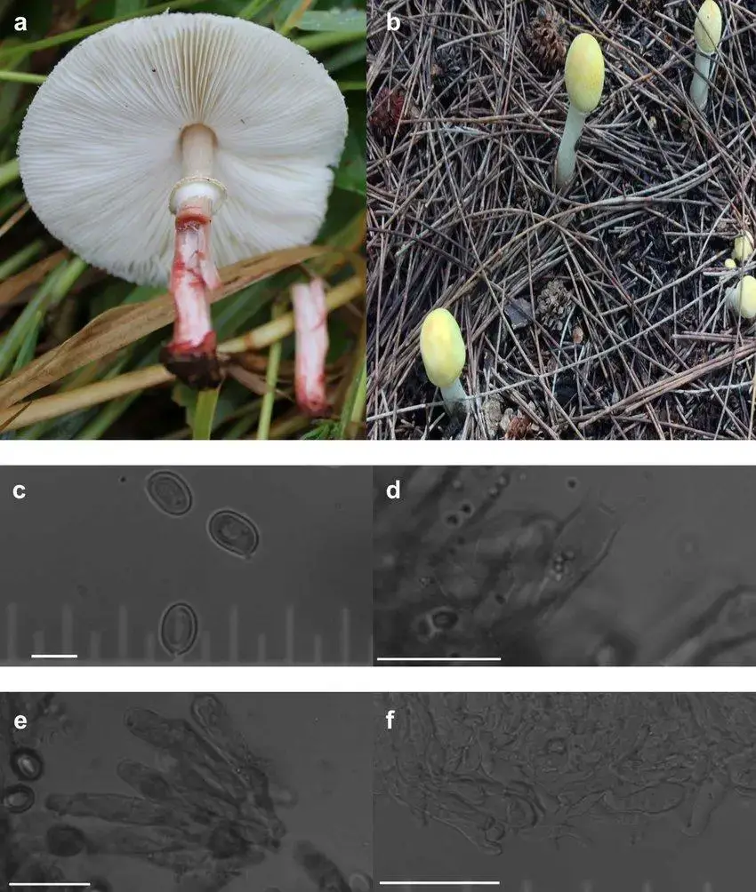 Chlorophyllum-hortense-a-b-Basidioma-c-Basidiospores-d-Basidia-e-Cheilocystidia.jpg