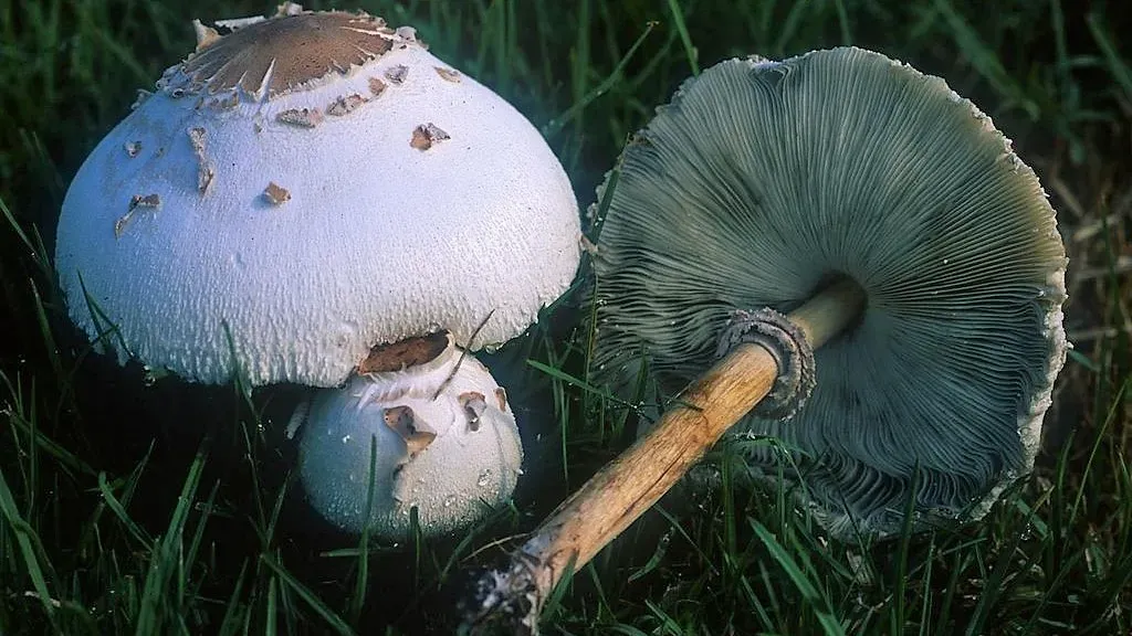 Chlorophyllum-molybdites.jpg