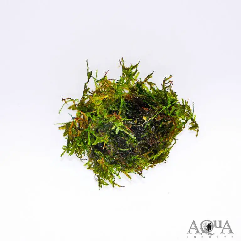 Christmas-Moss-Vesicularia-montagnei-768x768.jpg