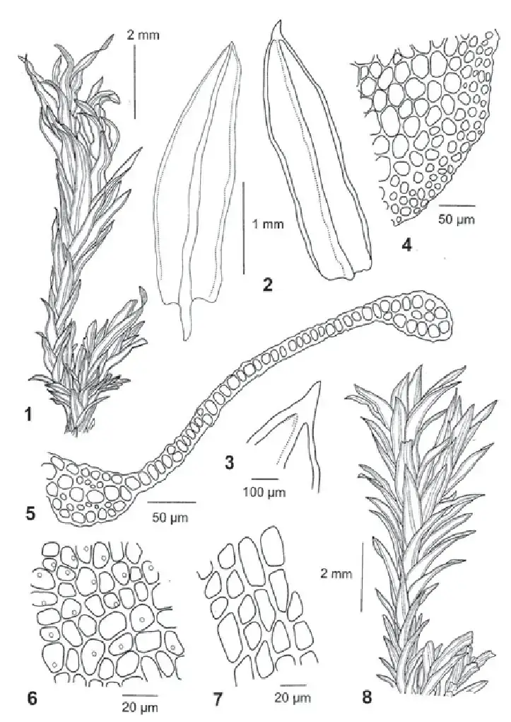 Cinclidotus-riparius-C-acutifolius-syn-nov-J-F-Duthie-no-12701-H-Nr-1011001.png