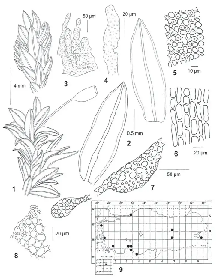 Cinclidotus-riparius-K-Walther-Nr-7105b-B-BRYO-227210-1-habit-2-leaves-3.png