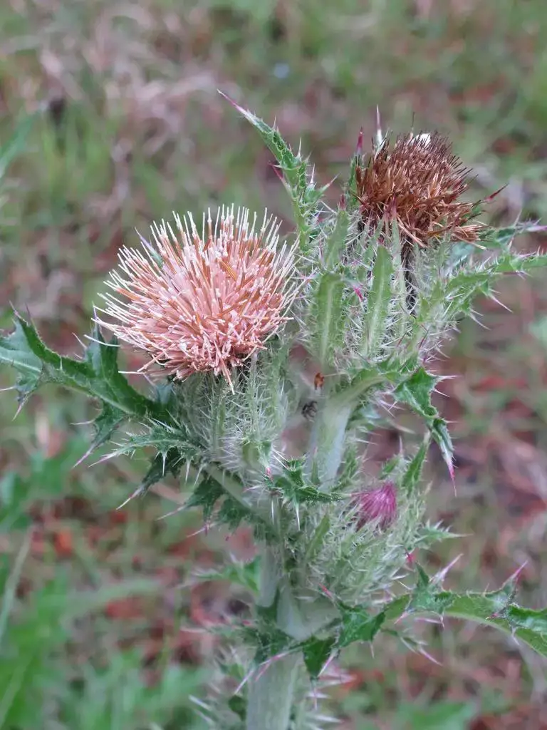 Cirsium-horridulum-v_hvUsylbtskK9.jpeg