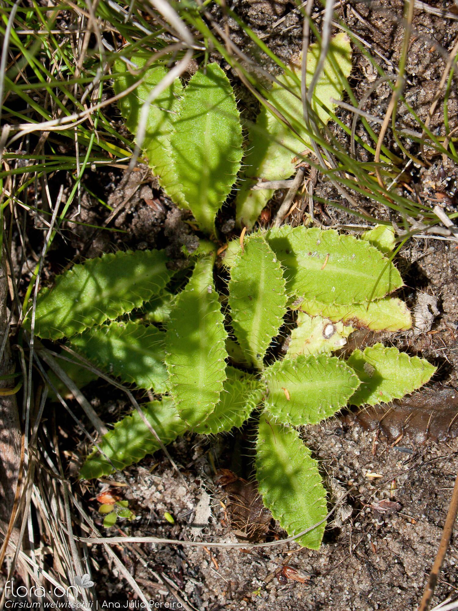 Cirsium-welwitschii_ori_Gn0L.jpg