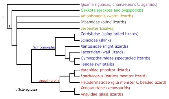 Cladogram_1_squamata_sensu_estes1988.png