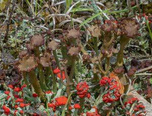 Cladonia-gracilis-300x230.jpg