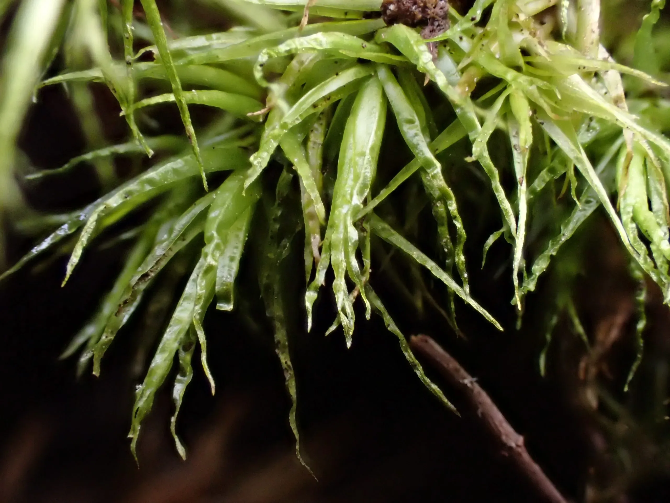 Close-up-of-Dicranum-bonjeanii-scaled.jpg