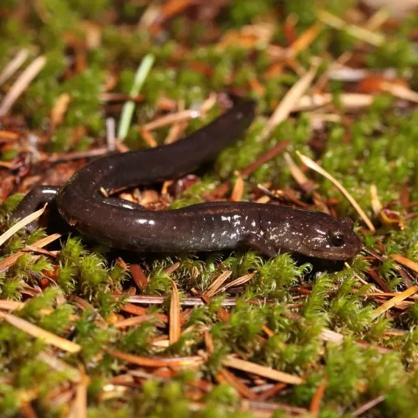 Close-up-of-a-Del-Norte-Salamander-Plethodon-elongatus-on-moss.jpg