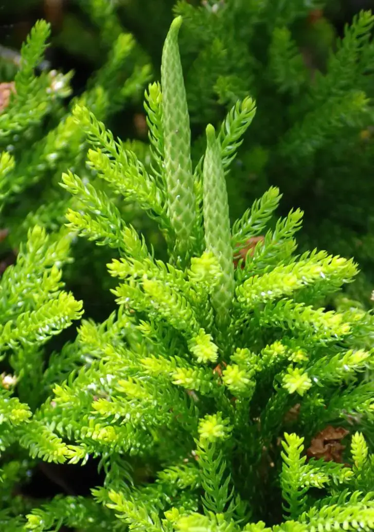 Club-moss-lycopodium-dendroideum--e1393005366929.jpg