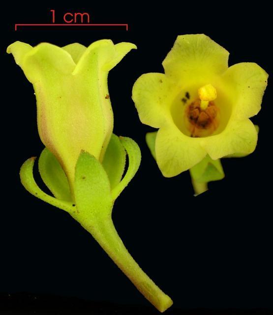 Codonanthe_uleana_flower,I_SP839.jpg