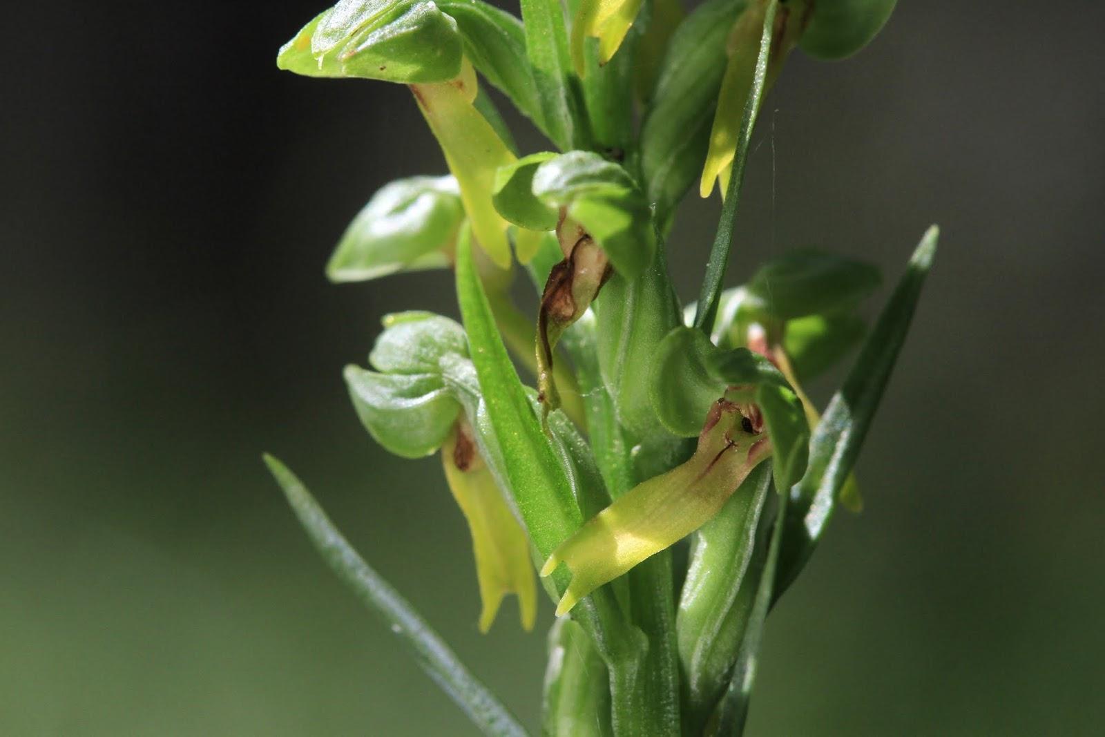 Coeloglossum+viride+var.+virescens+%2528Canmore%2529+%252319.JPG