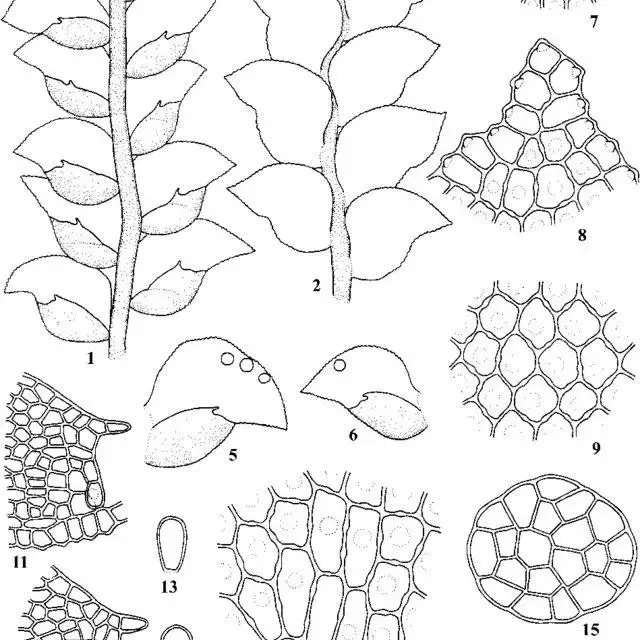 Cololejeunea-bhutanica-Grolle-Mizut-1-a-portion-of-plant-in-ventral-view-rhizoids_Q640.jpg