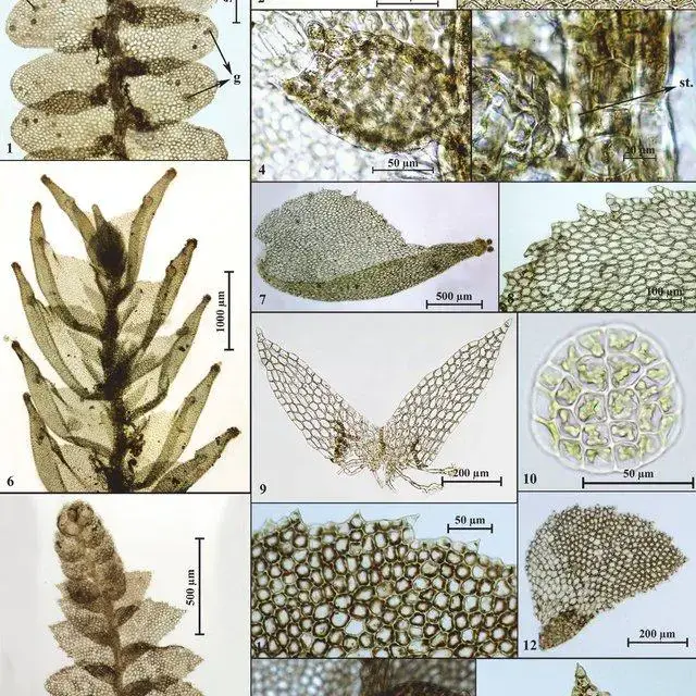 Cololejeunea-equialbi-Tixier-1-A-portion-of-plant-in-ventral-view-2-A-leaf-bearing_Q640.jpg