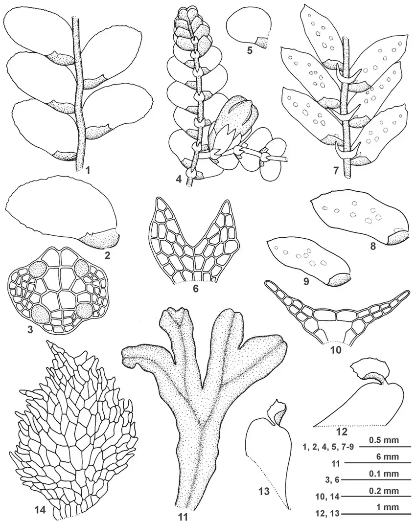 Cololejeunea-gottschei-Steph-Mizut-1-a-portion-of-plant-in-ventral-view-rhizoids.png