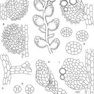 Cololejeunea-grossepapillosa-A-Ventral-view-of-leaf-B-Dorsal-view-of-leaf-C-Athecal_Q320.jpg