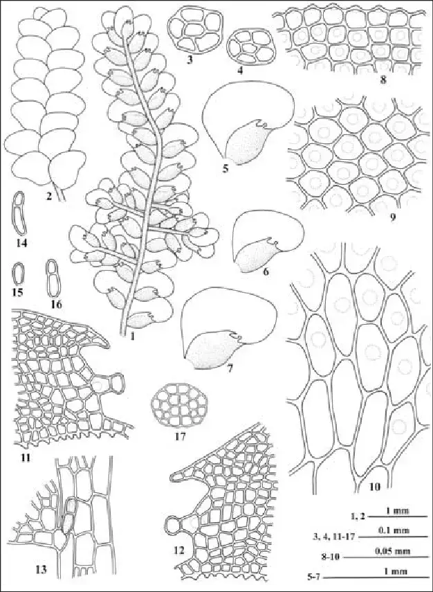 Cololejeunea-macounii-Spruce-ex-Underw-A-Evans-1-A-portion-of-plant-in-ventral-view.png