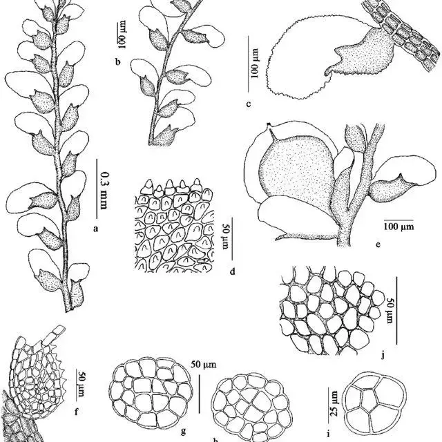 Cololejeunea-manilaliana-a-b-habit-ventral-view-c-leaf-lobe-with-lobule-d-leaf_Q640.jpg