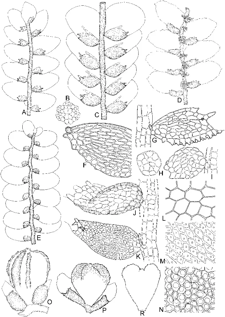 Cololejeunea-schmidtii-Steph-A-Part-of-plant-ventral-view-H-Gemma-N-Median-leaf.png