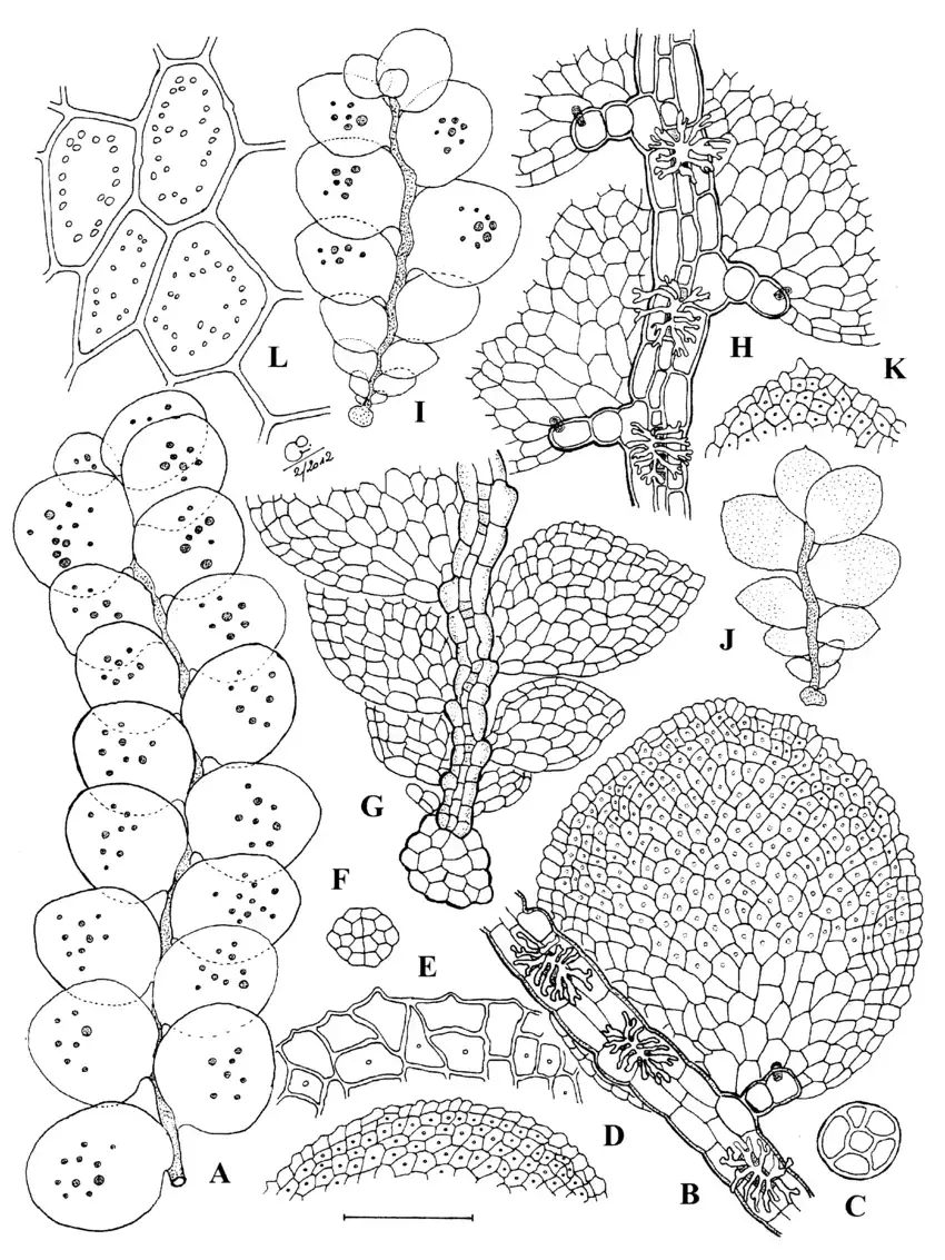 Cololejeunea-tamasii-Schaefer-Verwimp-A-Plant-in-dorsal-view-with-gemmae-B-Part-of.png