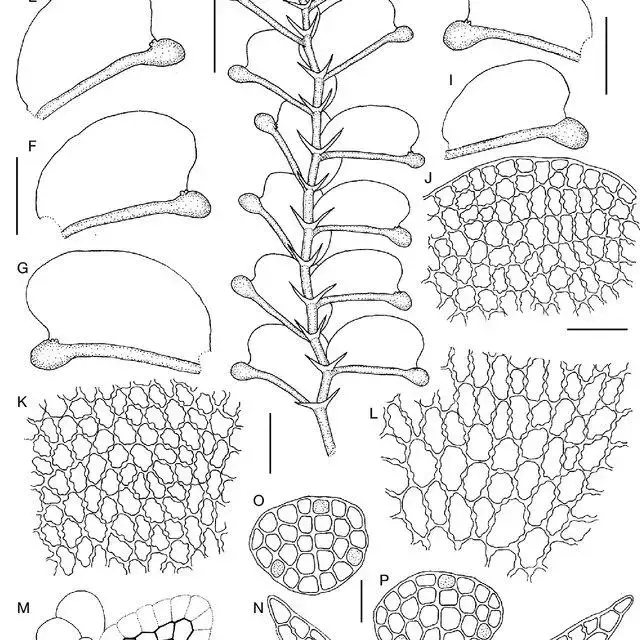 Colura-acroloba-Prantl-Jovet-Ast-A-portion-of-plant-in-ventral-view-B-D-cross_Q640.jpg