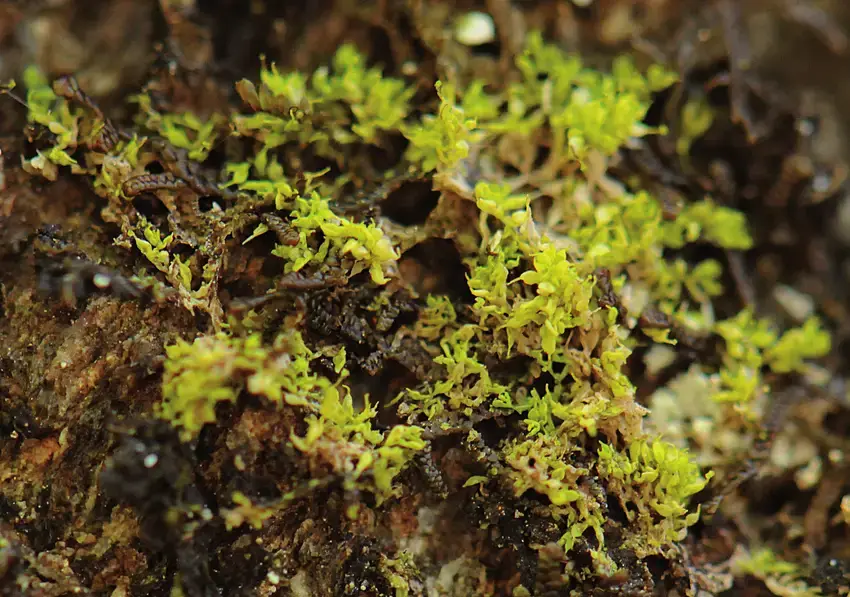 Colura-calyptrifolia-growing-in-yellow-green-patches-on-the-cliff-wall-Photo-K-Hassel.png