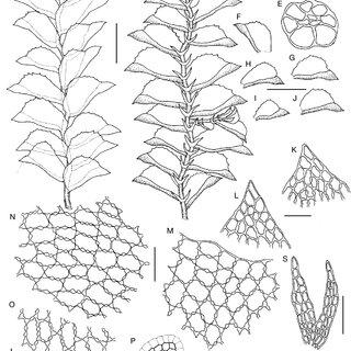 Colura-conica-Sande-Lac-KIGoebel-A-portion-of-plant-in-dorsal-view-B-the-same_Q320.jpg