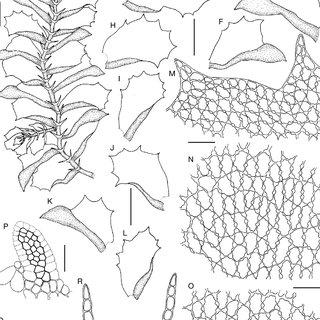 Colura-leratii-Steph-Steph-A-portion-of-plant-in-ventral-view-B-D-cross-sections_Q320.jpg