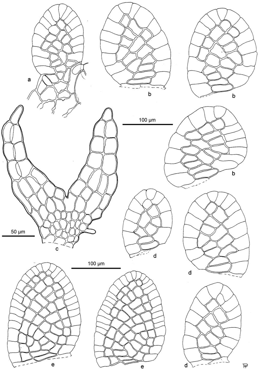 Colura-leratii-Steph-Steph-a-valve-Colura-conica-Sande-Lac-Goebel-b-larger.png