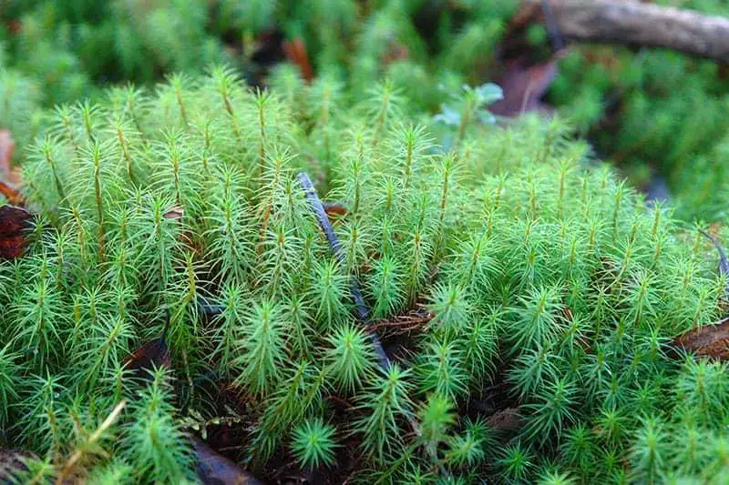 Common-Haircap-Moss.jpg