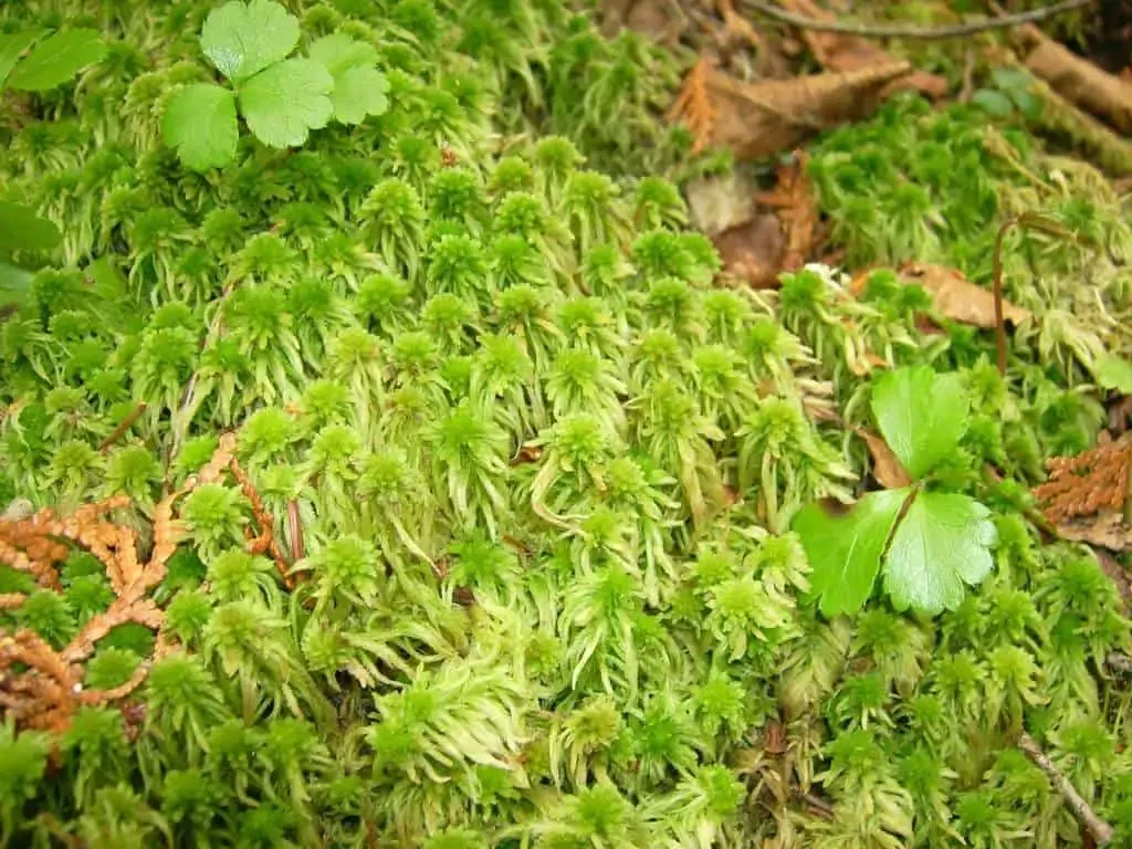 Common_green_peat_moss_Orphan_Lk_3.jpg