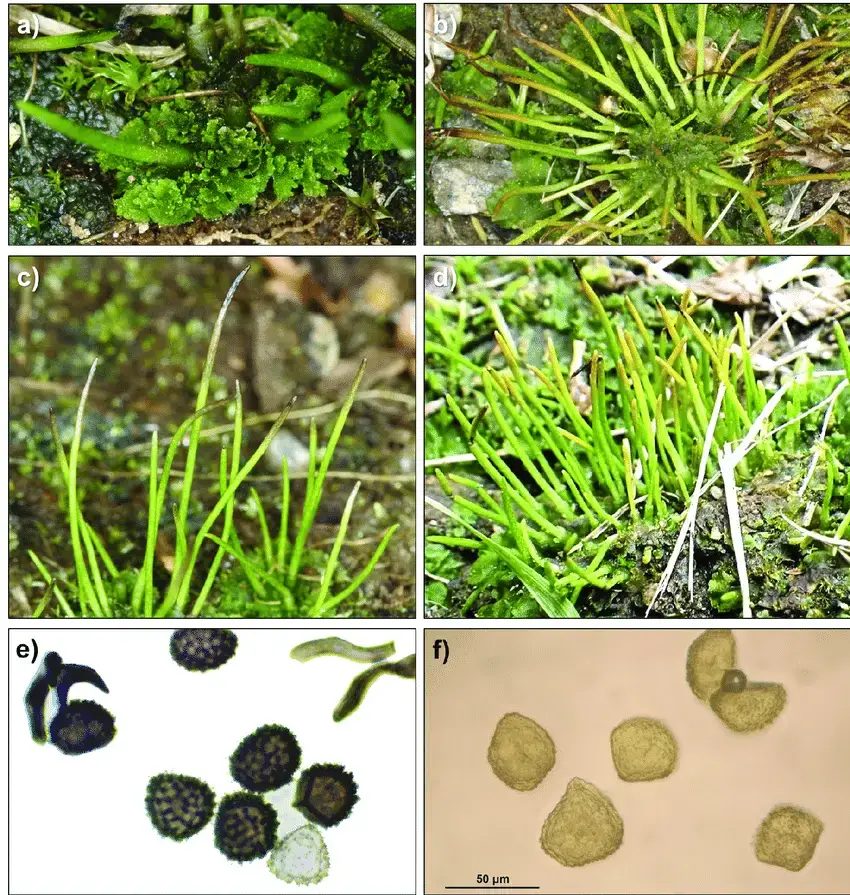 Comparaison-entre-lAnthoceros-agrestis-colonne-de-gauche-et-le-Phaeoceros.png