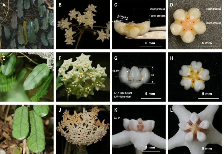 Comparison-of-Hoya-gaoligongensis-A-D-H-yuennanensis-E-H-and-H-globulosa-I-L-A.png