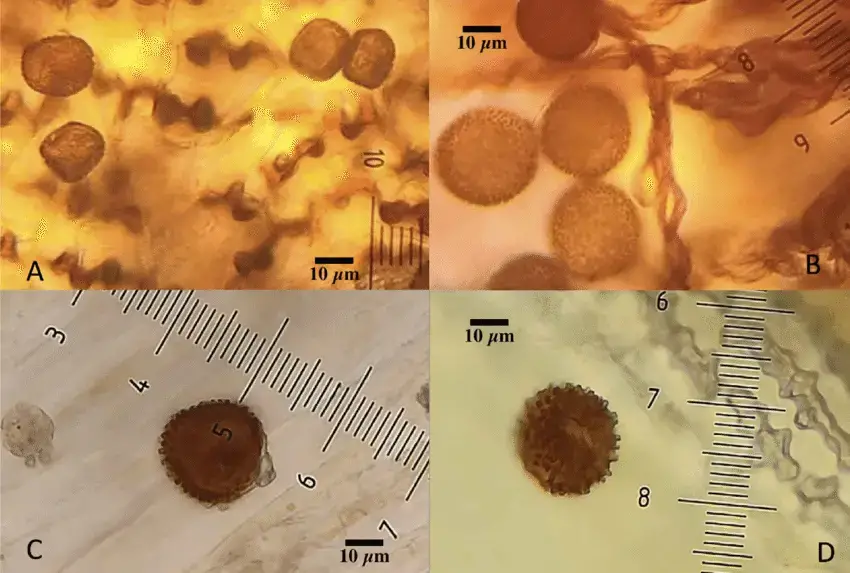 Comparison-of-the-spore-morphology-of-Herbertus-a-H-sendtneri-Germany-Arnold-H-Sol.png