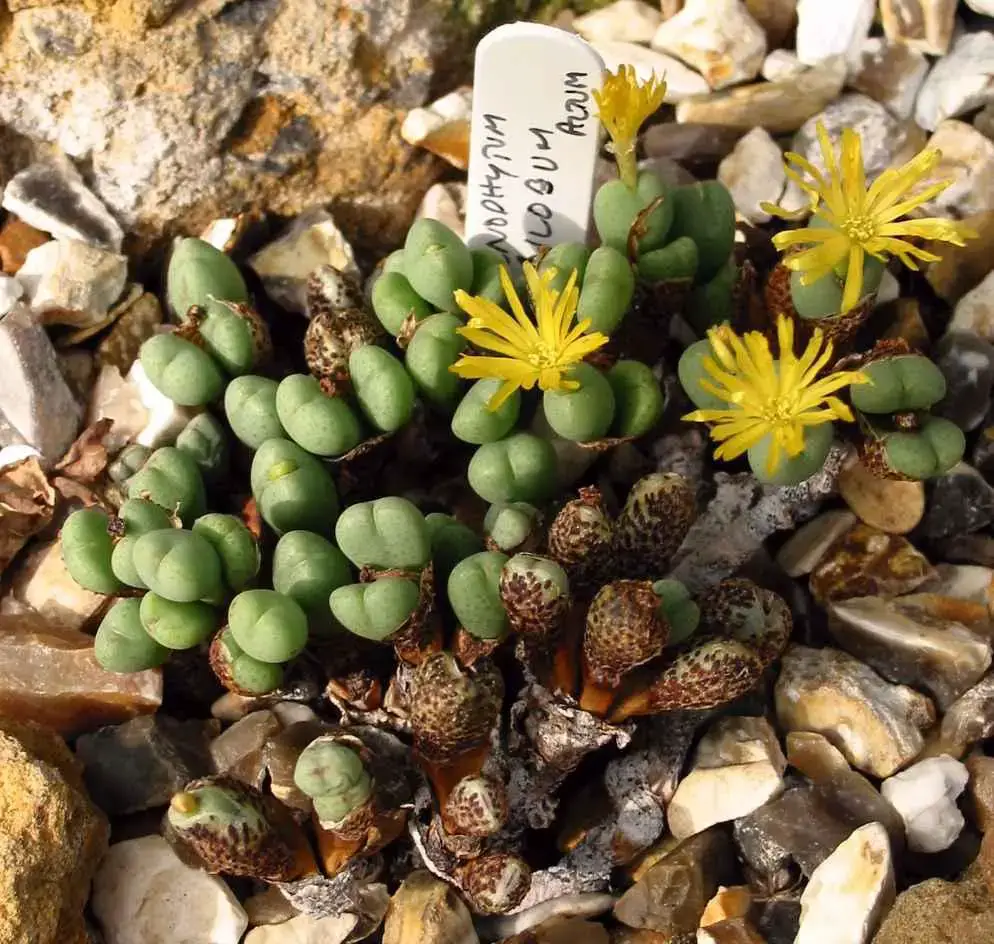 Conophytum_altum2.jpg