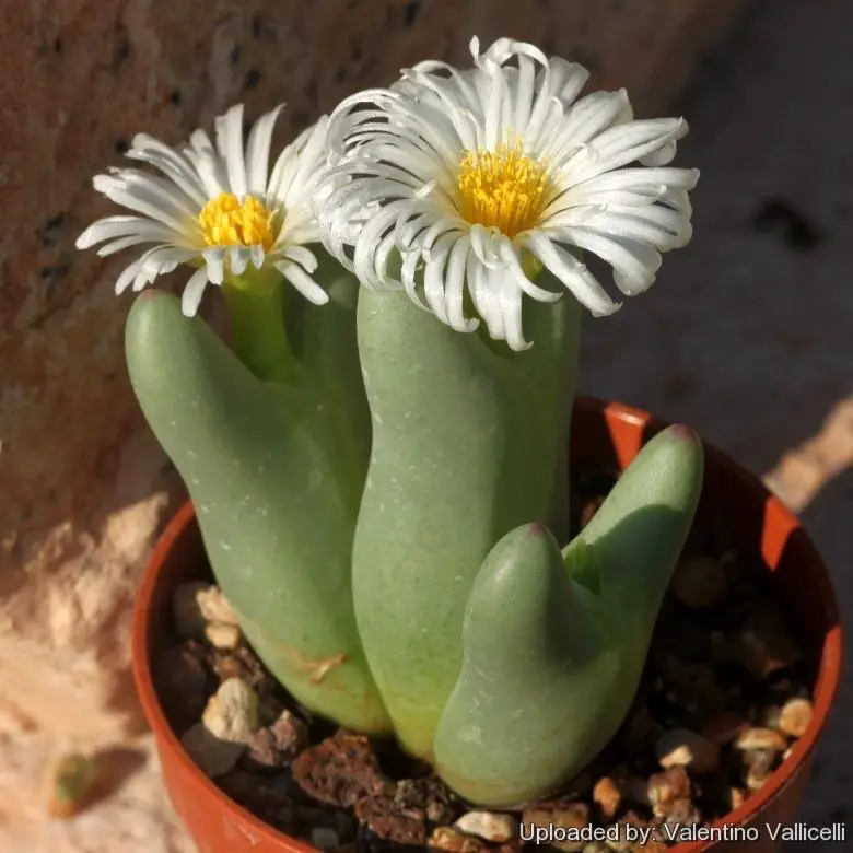 Conophytum_bilobum_lacteum_16993_l.jpg