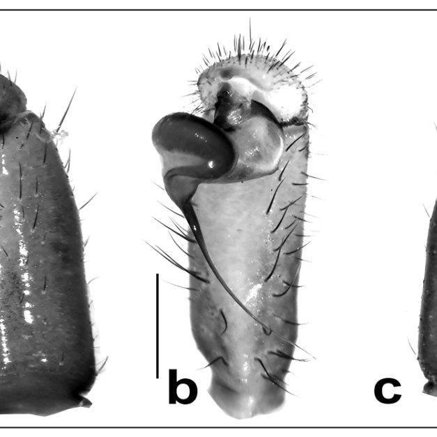 Conothele-purvaghati-sp-nov-holotype-male-NCBS-AU701-left-pedipalp-showing-a_Q640.jpg