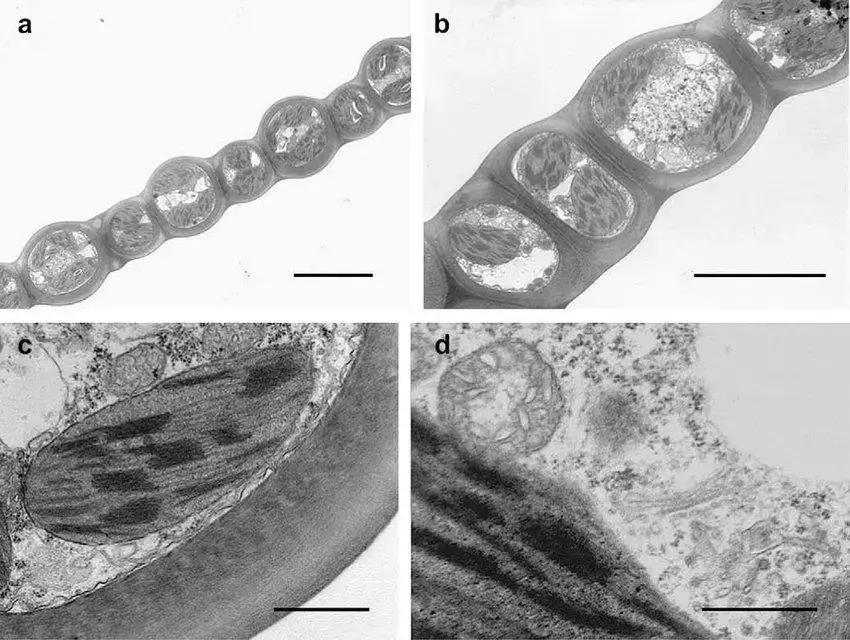 Control-samples-of-the-moss-Scorpiurum-circinatum-from-Mt-Faito-In-a-and-b-are-shown.png