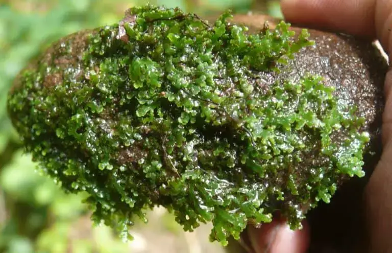 Coral-Moss-768x495.jpg