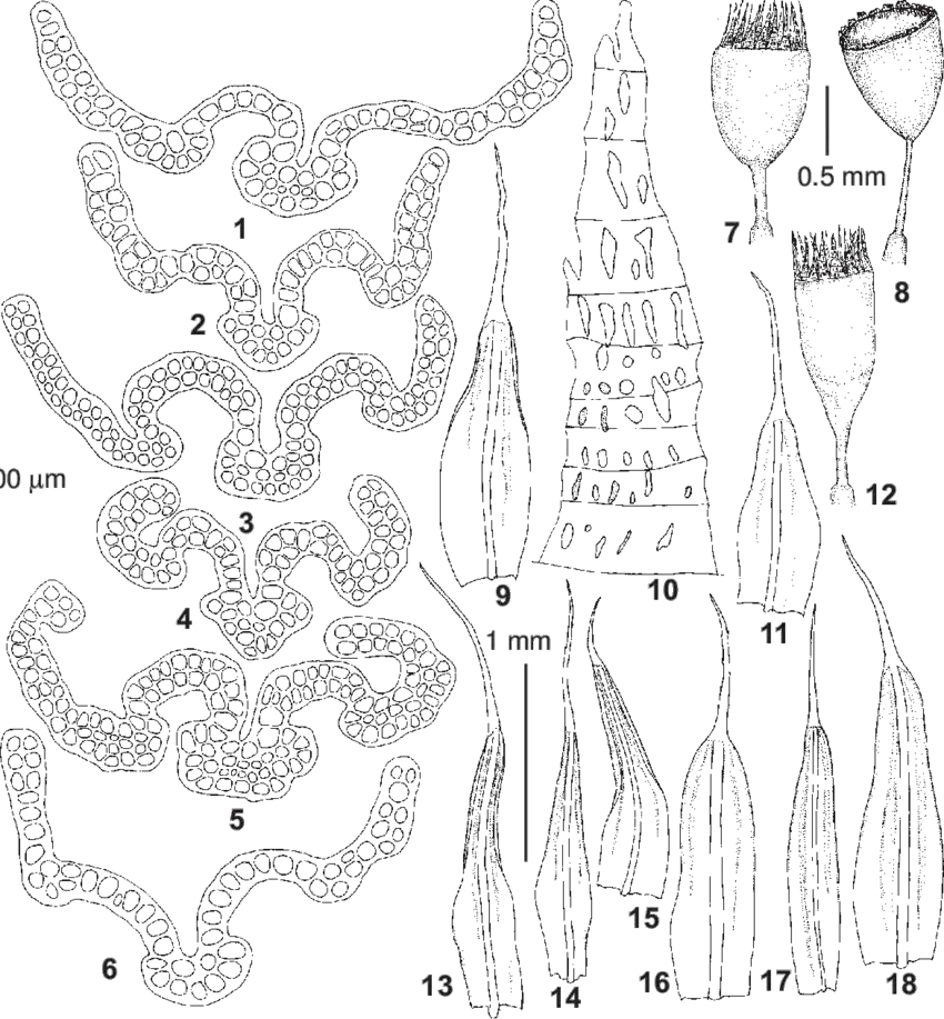 Coscinodon-cribrosus-Hedw-Spruce-1-7-9-10-from-Austria-Koeckinger-14257-KL-2.png