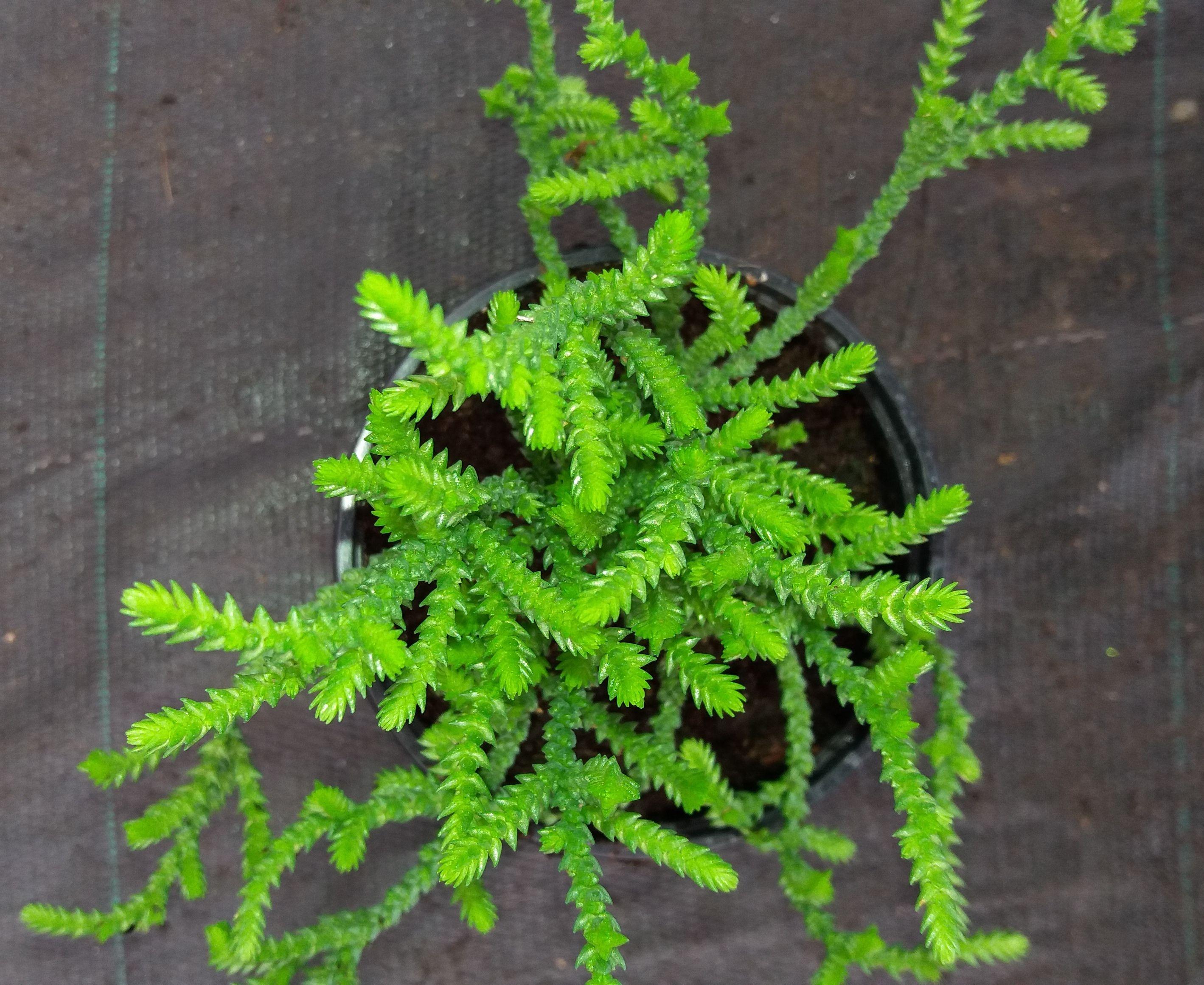 Crassula-lycopodioideds4.jpg