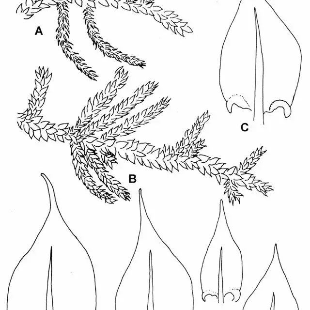 Cratoneuron-filicinum-Hedw-Spruce-A-dry-plant-667-B-wet-plant-667-C-G_Q640.jpg