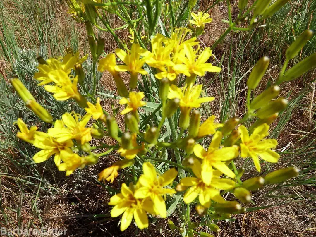 Crepis-acuminata-2.jpg