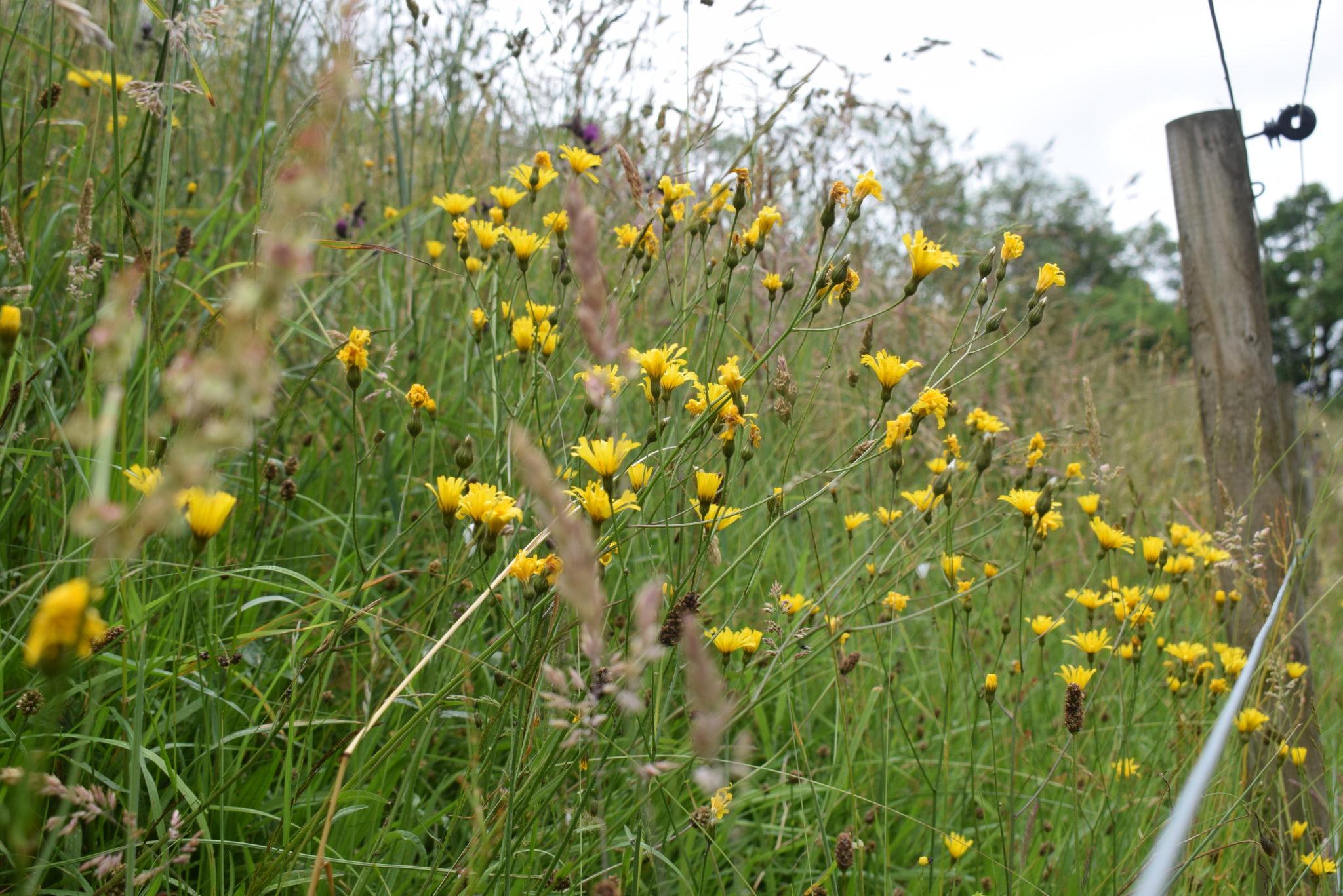 Crepis-mollis-W-Studdon3-2048x1367.jpg