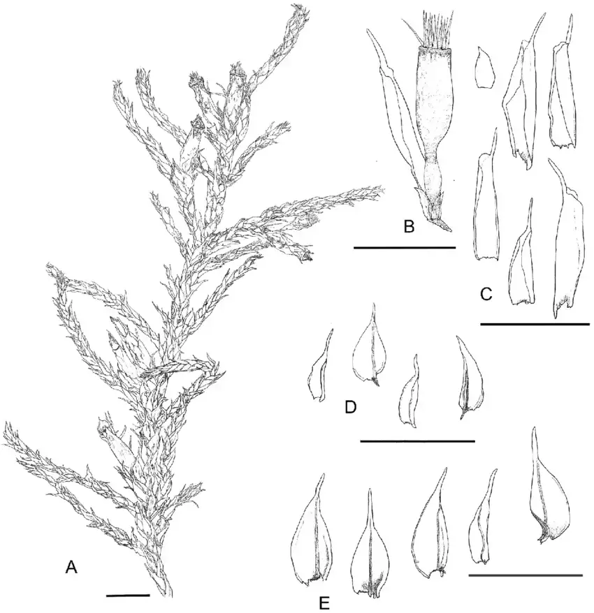 Cryphaea-consimilis-Mont-BCRU-5393-A-Habito-B-Esporofito-C-Hojas-periqueciales.png