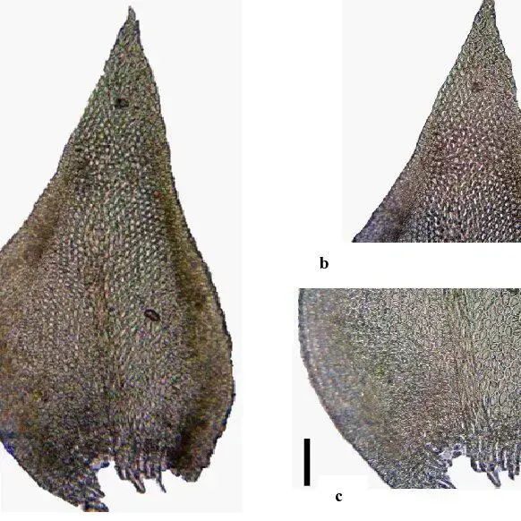 Cryphaea-heteromalla-a-Leaf-b-Leaf-base-c-Leaf-apex-Bars-a-05-mm-b-c-50-mm_Q640.jpg