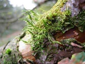 Cryphaea-heteromalla-a-moss-300x225.jpg