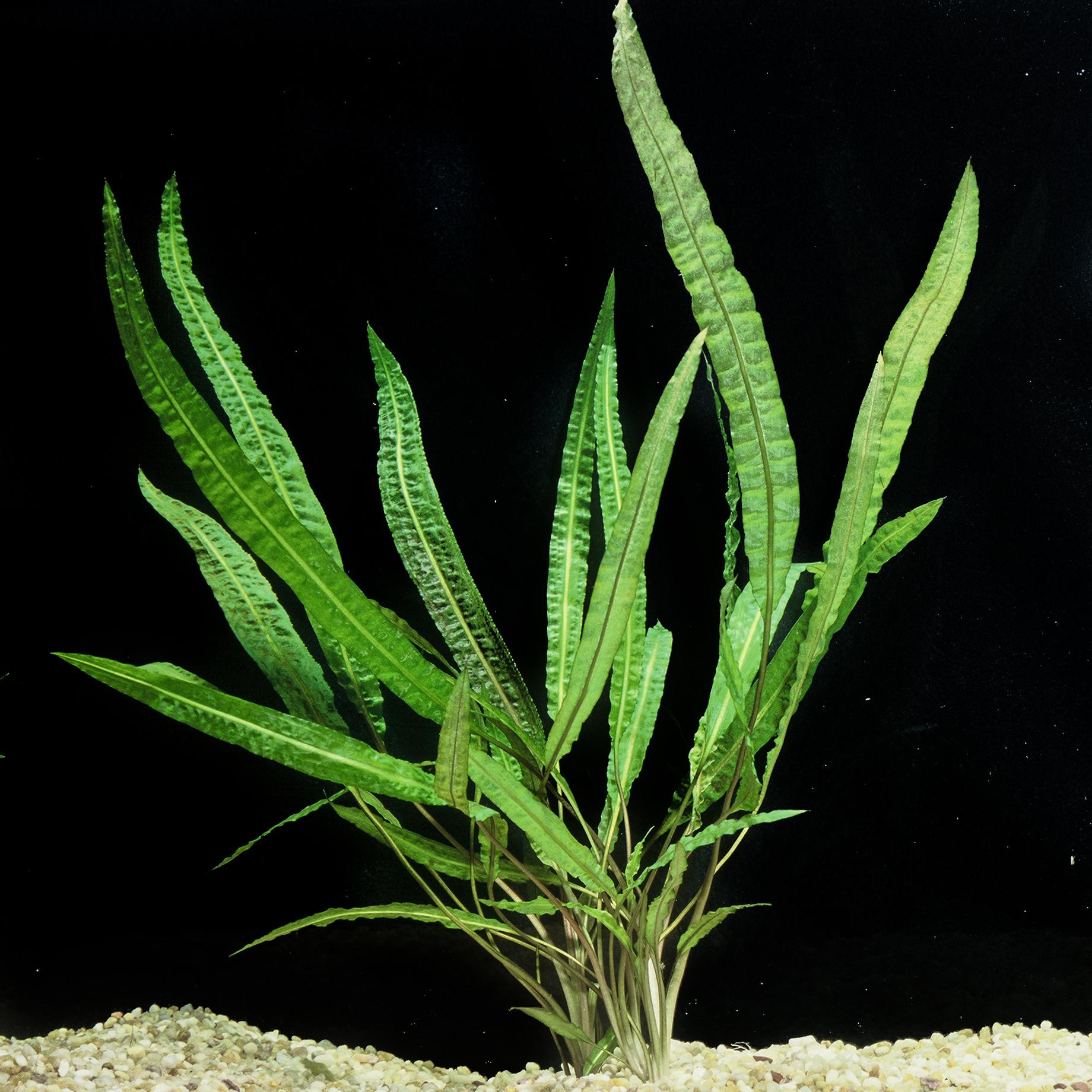 Cryptocoryne_crispatula.jpg