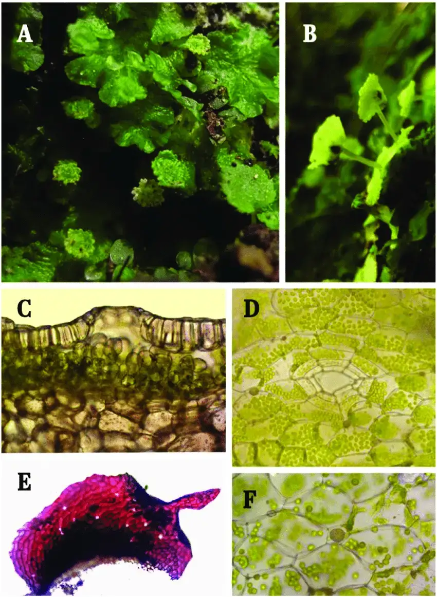 Cryptomitrium-tenerum-Hook-Underw-A-Vista-macroscopica-del-talo-aplanado-B.png